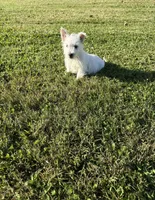 AKC Bently Champion Bloodlines♥️, a male West Highland White Terrier for sale in Connersville, IN – 9 of 10