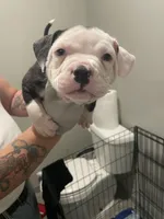 your choice , a male American Bully for sale in Rochester, NY – Photo 1 of 3