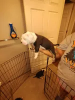 your choice , a male American Bully for sale in Rochester, NY – Photo 3 of 3