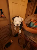 your choice , a male American Bully for sale in Rochester, NY – Photo 2 of 3
