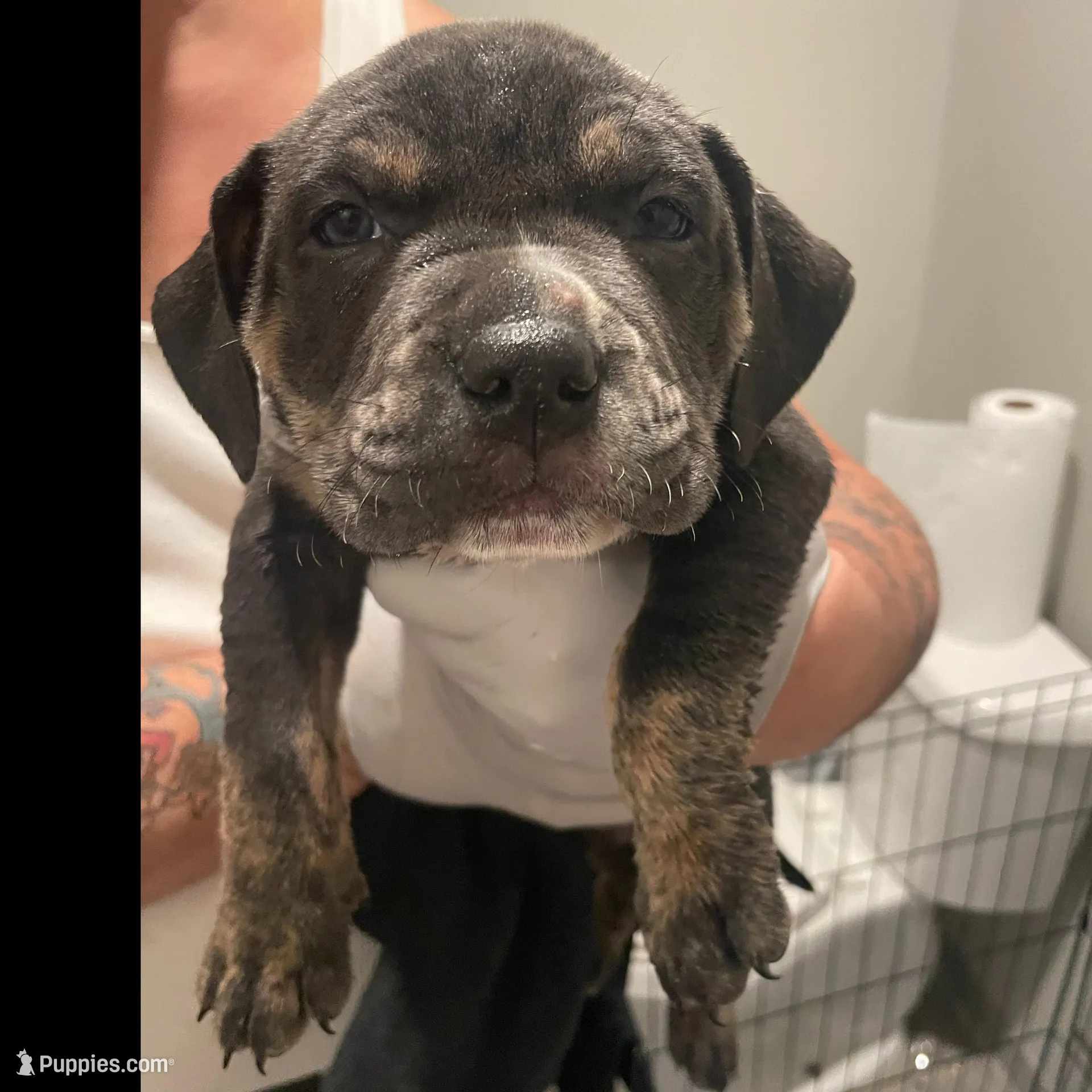 your choice , a female American Bully for sale in Rochester, NY – Photo 2 of 2