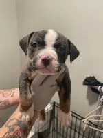 your choice , a female American Bully for sale in Rochester, NY – Photo 1 of 2