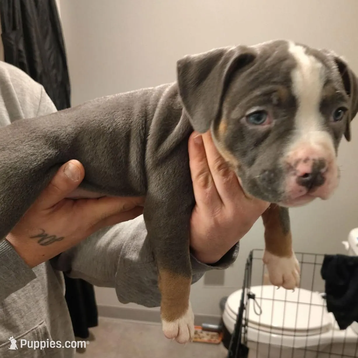 your choice , a female American Bully for sale in Rochester, NY – Photo 2 of 2