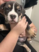 your choice , a male American Bully for sale in Rochester, NY – Photo 1 of 2