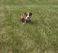 Arlo, a male Boxer for sale in Whitelaw, WI – 9 of 10