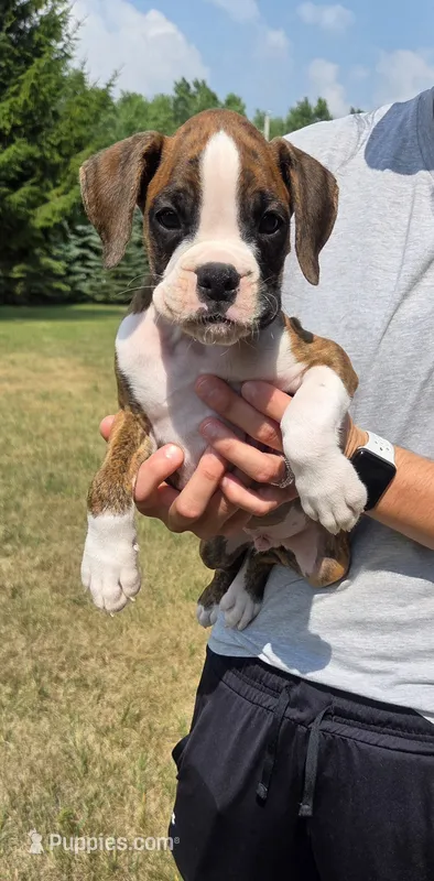 Arlo – Boxer puppy for sale in Whitelaw, WI