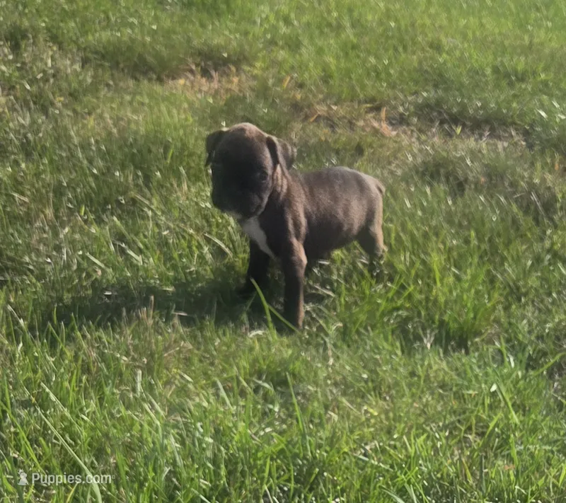 Runt – Boxer puppy for sale in Whitelaw, WI