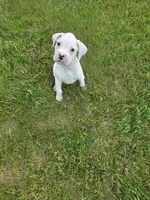 Frosti, a female Boxer for sale in Whitelaw, WI – 8 of 9