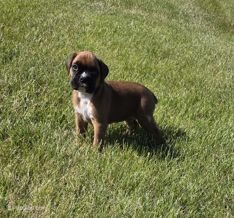 Hessa – Boxer puppy for sale in Whitelaw, WI