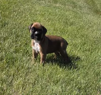 Hessa, a female Boxer for sale in Whitelaw, WI – 1 of 10