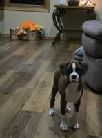Maliah, a female Boxer for sale in Whitelaw, WI – 10 of 10