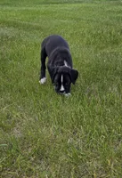 Max, a male Boxer for sale in Whitelaw, WI – 9 of 10