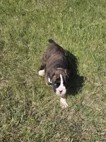 Hobbs, a male Boxer for sale in Whitelaw, WI – 5 of 8