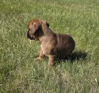 Aspen, a female Boxer for sale in Whitelaw, WI – 4 of 5