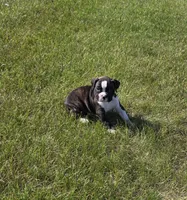 Hailee, a female Boxer for sale in Whitelaw, WI – 2 of 10