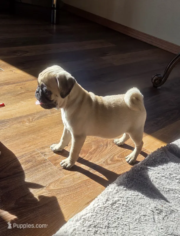 Pikcee – Pug puppy for sale in Whitelaw, WI