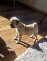 Pikcee, a female Pug for sale in Whitelaw, WI – 1 of 1