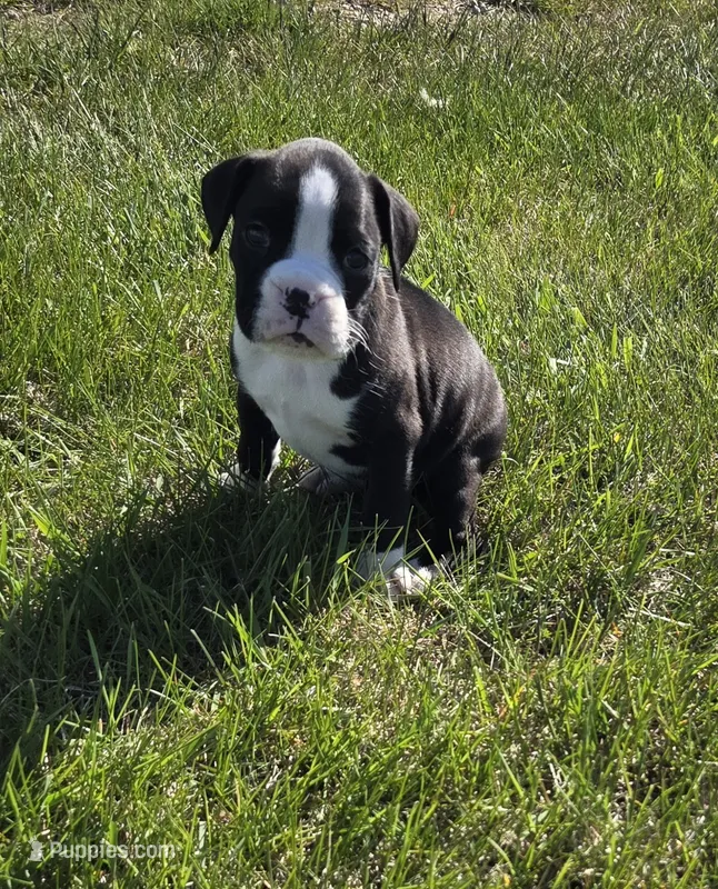 Oscar – Boxer puppy for sale in Whitelaw, WI