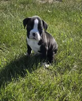 Oscar, a male Boxer for sale in Whitelaw, WI – 1 of 4