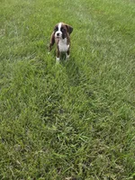 Sasha, a female Boxer for sale in Whitelaw, WI – 2 of 5
