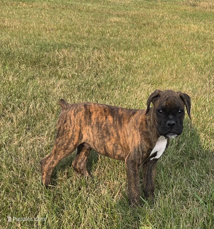 Archur – Boxer puppy for sale in Whitelaw, WI