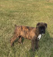 Archur, a male Boxer for sale in Whitelaw, WI – 1 of 5