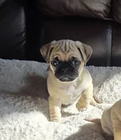 Allie, a female Pug for sale in Whitelaw, WI – 2 of 2