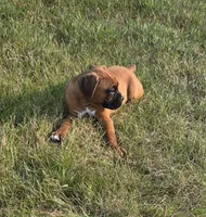 Ava, a female Boxer for sale in Whitelaw, WI – 4 of 8