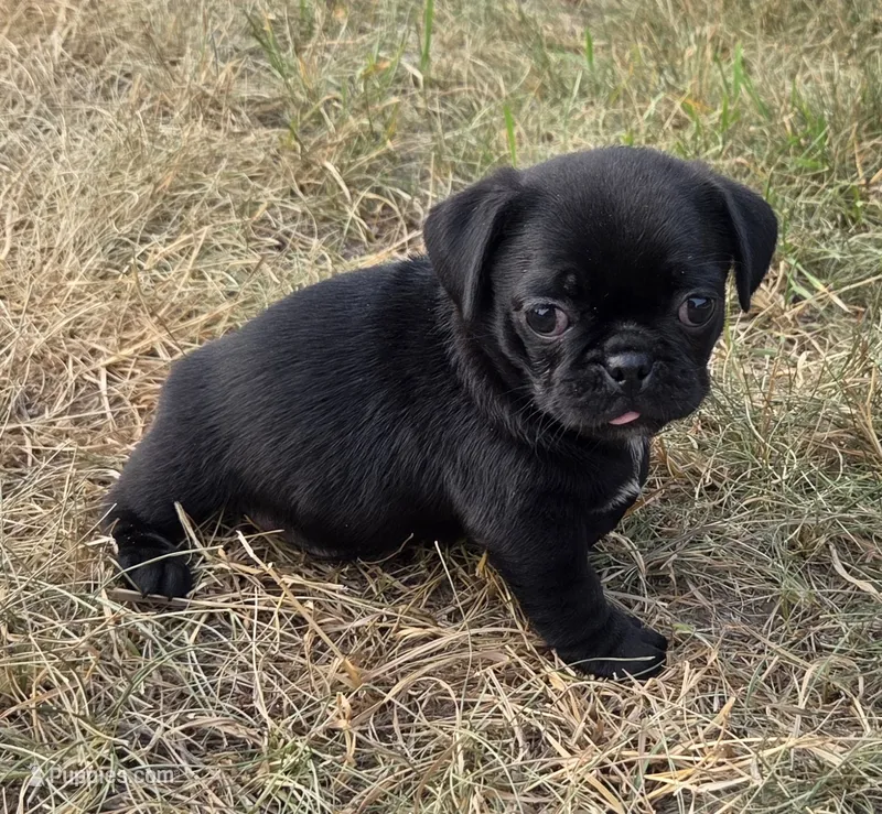 Mr. Mubsy – Pug puppy for sale in Whitelaw, WI