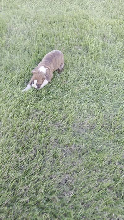 Maliah, a female Boxer for sale in Whitelaw, WI – 10 of 10