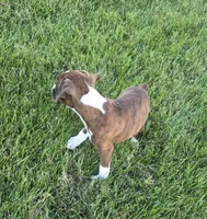 Maliah, a female Boxer for sale in Whitelaw, WI – 6 of 10