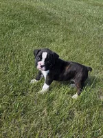 Hailee, a female Boxer for sale in Whitelaw, WI – 4 of 10