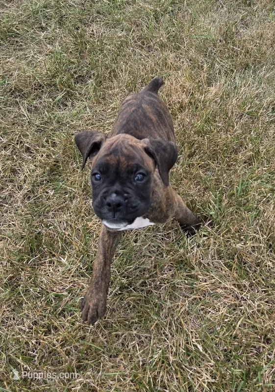 Apollo – Boxer puppy on hold in Whitelaw, WI