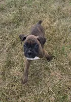 Apollo, a male Boxer for sale in Whitelaw, WI – 1 of 10