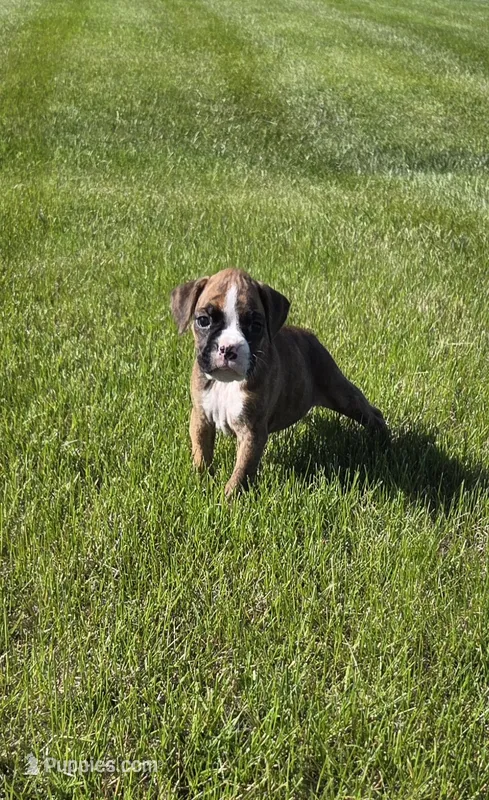 Mya – Boxer puppy for sale in Whitelaw, WI
