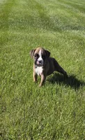 Mya, a female Boxer for sale in Whitelaw, WI – 1 of 3