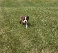 Arlo, a male Boxer for sale in Whitelaw, WI – 5 of 10