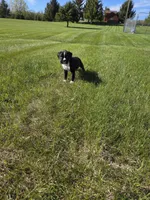 Rover, a male Boxer for sale in Whitelaw, WI – 3 of 3