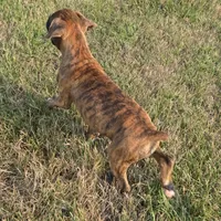 Mia, a female Boxer for sale in Whitelaw, WI – 7 of 9