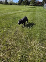 Max, a male Boxer for sale in Whitelaw, WI – 3 of 3