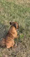 Mia, a female Boxer for sale in Whitelaw, WI – 5 of 9