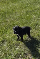 Taazer, a male Boxer for sale in Whitelaw, WI – 3 of 6
