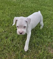 Frosti, a female Boxer for sale in Whitelaw, WI – 6 of 9