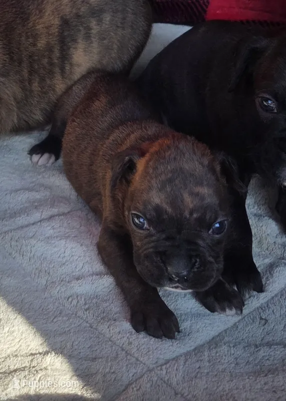 Runt – Boxer puppy for sale in Whitelaw, WI