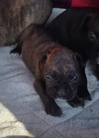Runt, a male Boxer for sale in Whitelaw, WI – 1 of 1