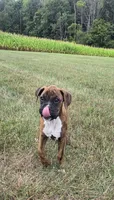 Mia, a female Boxer for sale in Whitelaw, WI – 3 of 7
