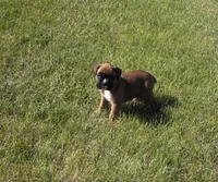Hessa, a female Boxer for sale in Whitelaw, WI – 4 of 10
