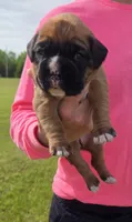 Millie, a female Boxer for sale in Whitelaw, WI – 1 of 3