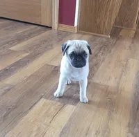 Toby, a male Pug for sale in Whitelaw, WI – Photo 3 of 4