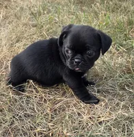 Max, a male Pug for sale in Whitelaw, WI – 4 of 5